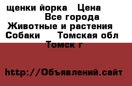 щенки йорка › Цена ­ 15 000 - Все города Животные и растения » Собаки   . Томская обл.,Томск г.